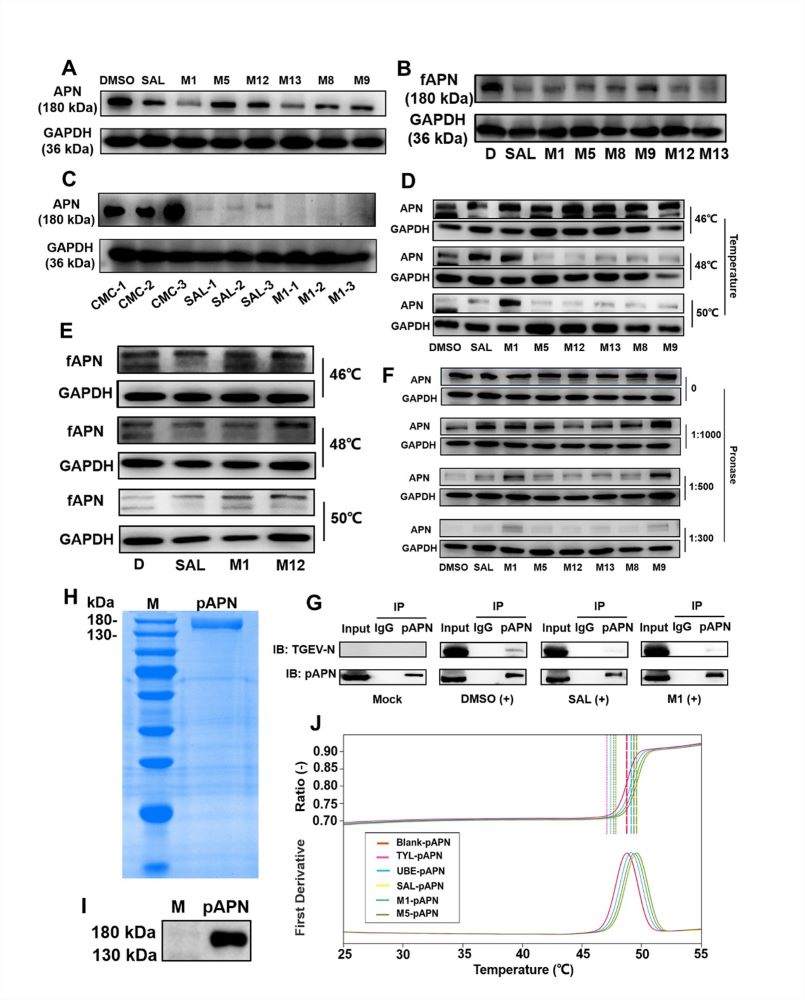 SAL及其衍生物M1可以靶向APN蛋白