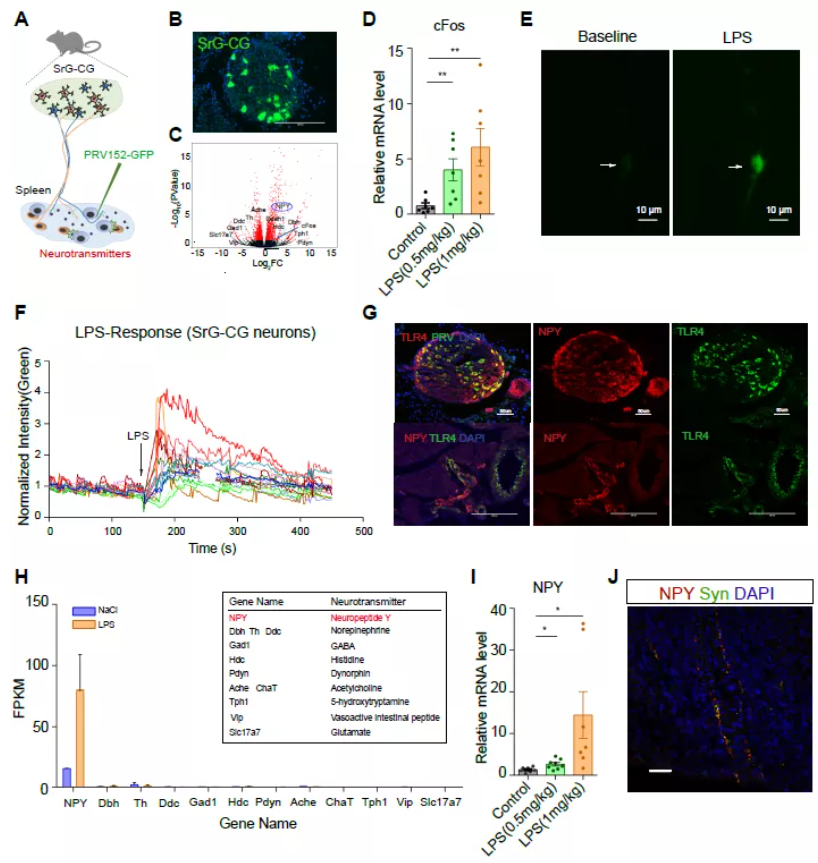 图 1. LPS 激活 SrG-CG 神经节，诱导 NPY 基因的表达
