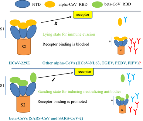 Alpha-冠状病毒和Beta-冠状病毒亚单位疫苗研发策略